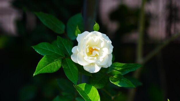 Foto fotografia em close-up de uma bela flor branca