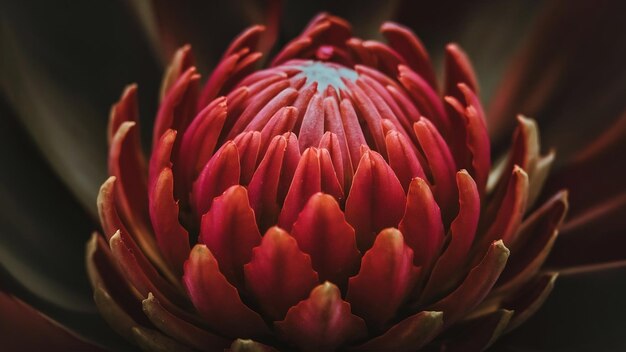 Foto fotografia em close-up de uma flor de protea-rei fechada