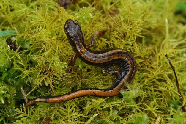 Fotografia em close-up de uma salamandra-vermelha ocidental (Plethodon vehiculum)