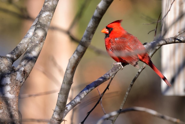 Fotografia em close-up do cardeal do norte (Cardinalis cardinalis) sentado na árvore