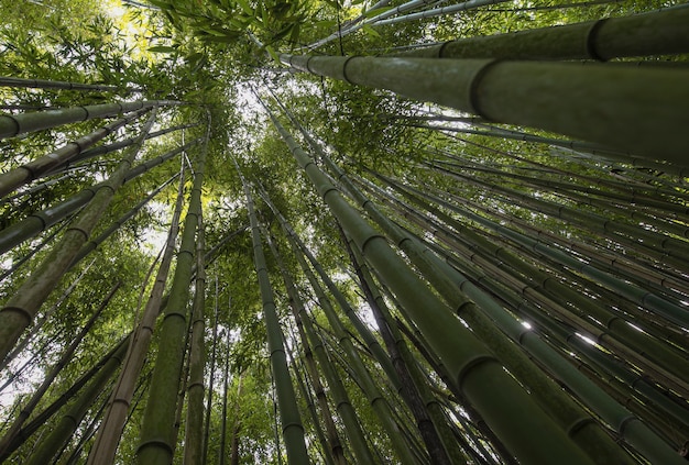 Foto fotografia em perspectiva de juncos de bambu