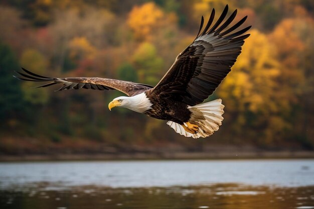 Foto fotografía de enfoque selectivo de un águila calva volando sobre el río susquehanna en maryland