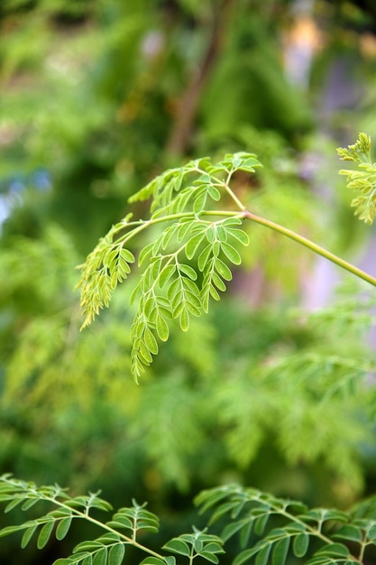 Fotografía de enfoque selectivo del árbol de moringa oleifera