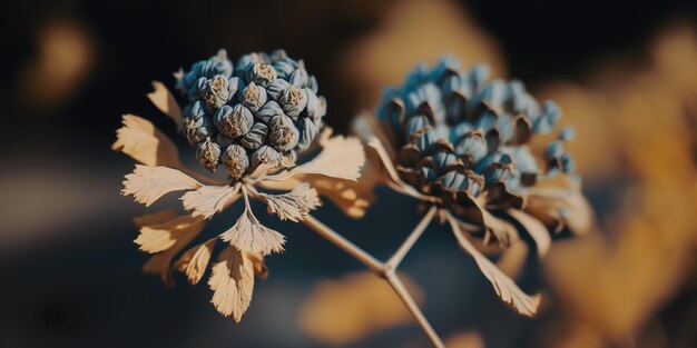 Fotografía de enfoque selectivo de la planta de litráceas secas