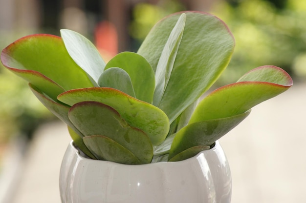 Foto fotografía de enfoque selectivo de la planta verde kalanchoe thyrsiflora en una olla blanca