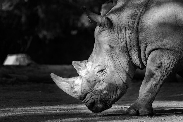 Fotografía en escala de gris de un rinoceronte blanco Ceratotherium simum mirando hacia el suelo