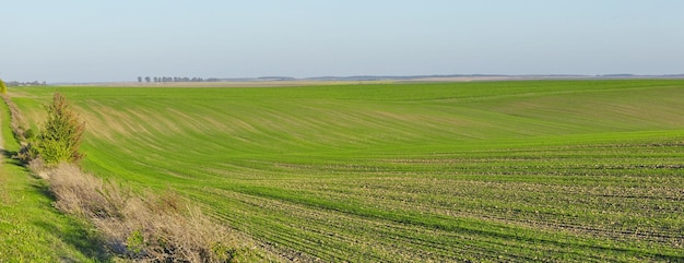 Fotografia esplêndida de campo ondulado verde em dia ensolarado Área agrícola da Ucrânia Europa Conceito de indústria agrária Papel de parede artístico Beleza da terra