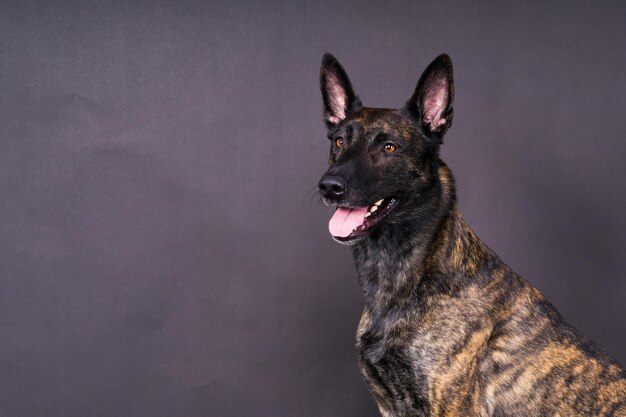 Fotografía de estudio de un adorable perro de raza mixta sentado sobre un fondo negro