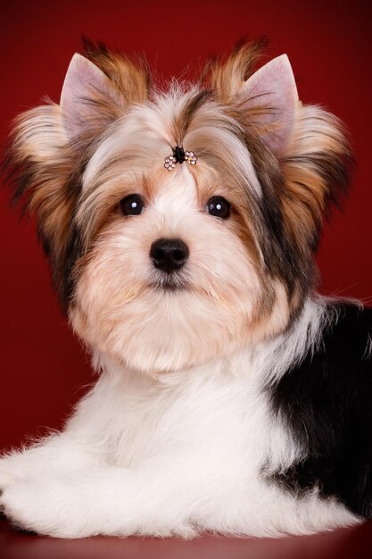 Fotografía de estudio de un Biewer Yorkshire Terrier sobre fondos de color