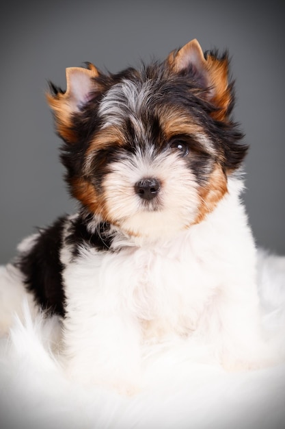 Fotografía de estudio de un Biewer Yorkshire Terrier sobre fondos de color