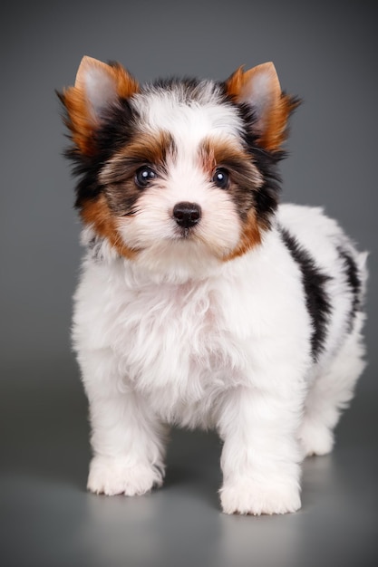 Fotografía de estudio de un Biewer Yorkshire Terrier sobre fondos de color