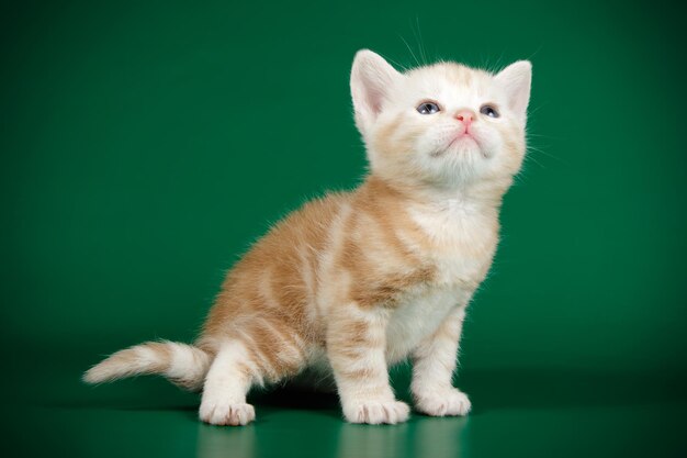 Fotografía de estudio de un gato americano de pelo corto sobre fondos de color