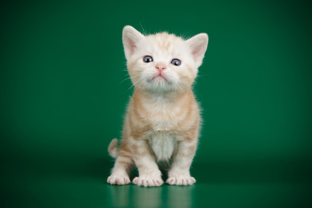 Fotografía de estudio de un gato americano de pelo corto sobre fondos de color