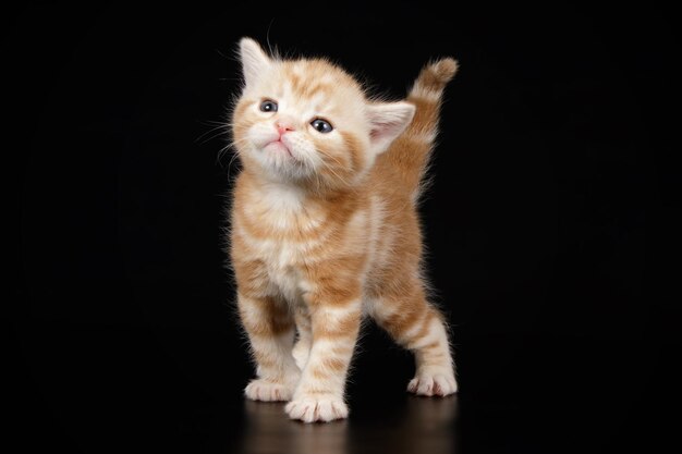 Fotografía de estudio de un gato americano de pelo corto sobre fondos de color