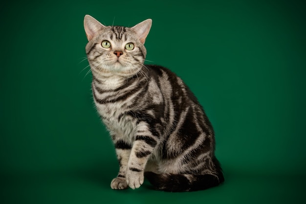 Fotografía de estudio de un gato americano de pelo corto sobre fondos de color