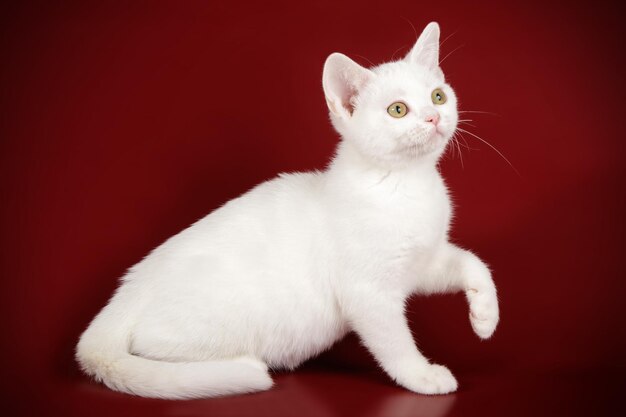 Fotografía de estudio de un gato americano de pelo corto sobre fondos de color