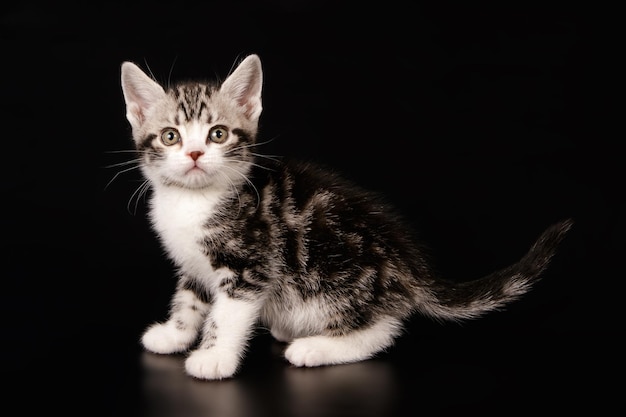 Fotografía de estudio de un gato americano de pelo corto sobre fondos de color