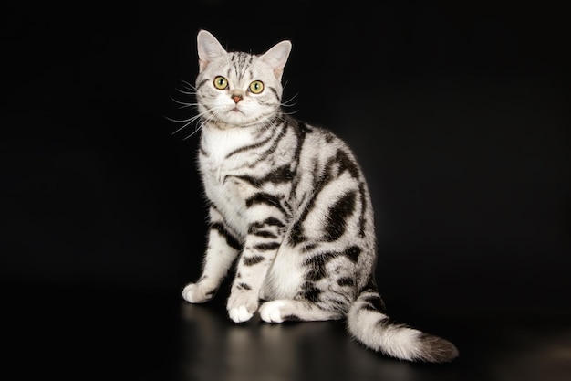 Fotografía de estudio de un gato americano de pelo corto sobre fondos de color