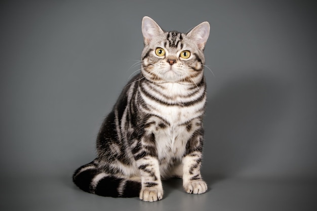 Fotografía de estudio de un gato americano de pelo corto sobre fondos de color