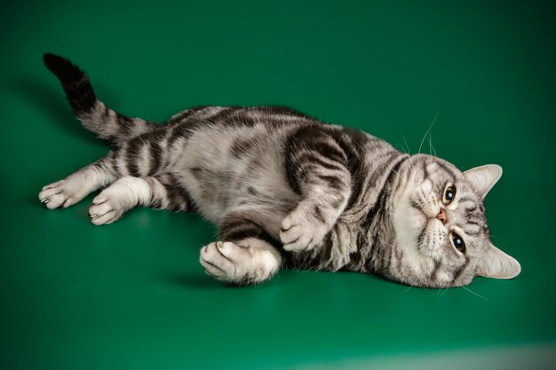 Fotografía de estudio de un gato americano de pelo corto sobre fondos de color