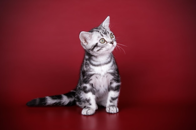 Fotografía de estudio de un gato americano de pelo corto sobre fondos de color