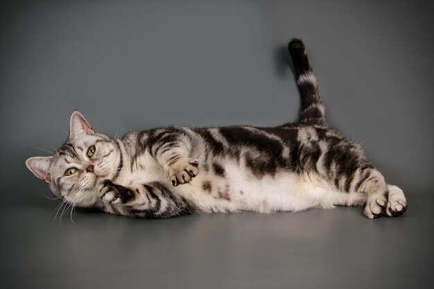 Fotografía de estudio de un gato americano de pelo corto sobre fondos de color