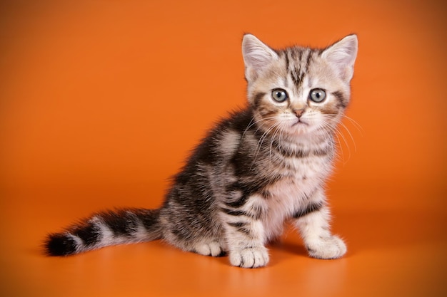 Fotografía de estudio de un gato americano de pelo corto sobre fondos de color