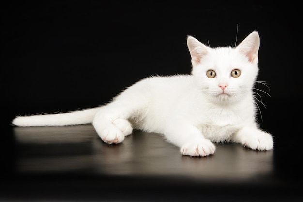 Fotografía de estudio de un gato americano de pelo corto sobre fondos de color