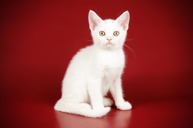 Fotografía de estudio de un gato americano de pelo corto sobre fondos de color