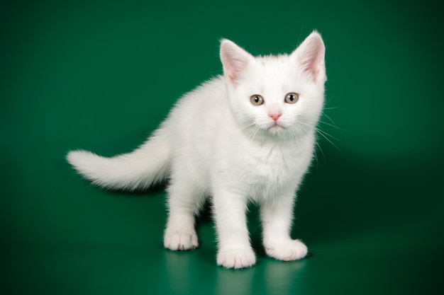 Fotografía de estudio de un gato americano de pelo corto sobre fondos de color