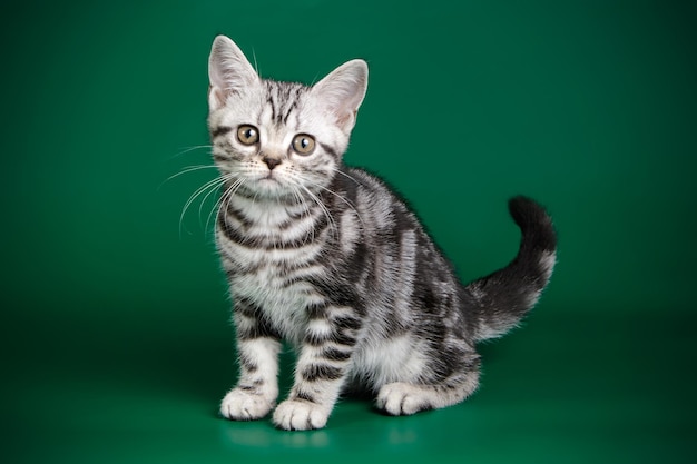 Fotografía de estudio de un gato americano de pelo corto sobre fondos de color