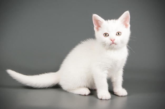 Fotografía de estudio de un gato americano de pelo corto sobre fondos de color