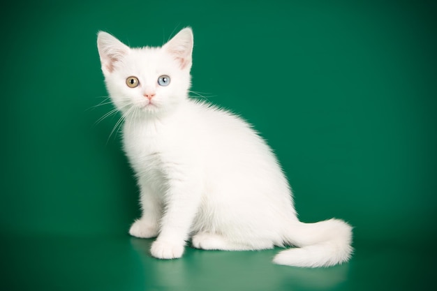 Fotografía de estudio de un gato americano de pelo corto sobre fondos de color