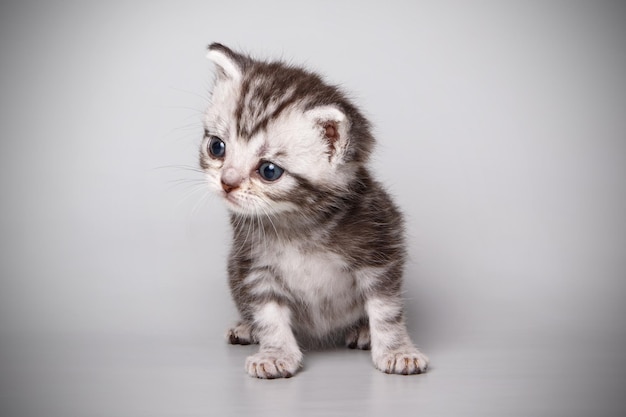 Fotografía de estudio de un gato americano de pelo corto sobre fondos de color