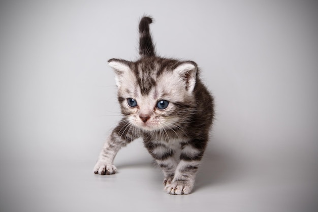 Fotografía de estudio de un gato americano de pelo corto sobre fondos de color