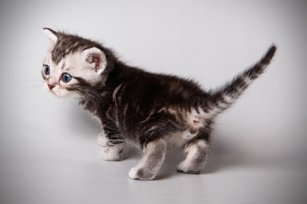 Fotografía de estudio de un gato americano de pelo corto sobre fondos de color