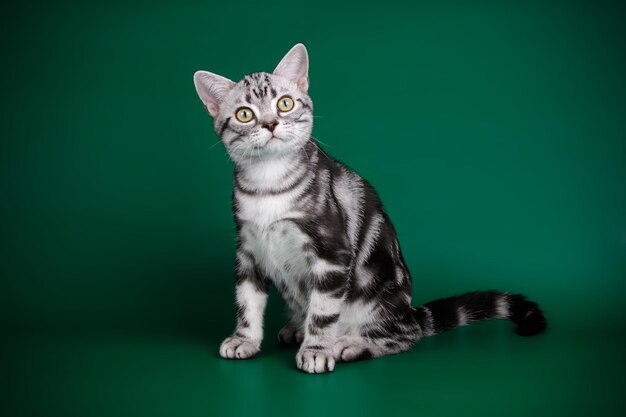 Fotografía de estudio de un gato americano de pelo corto sobre fondos de color