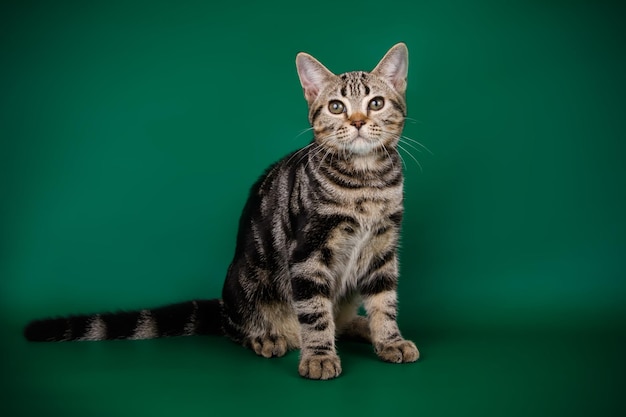 Fotografía de estudio de un gato americano de pelo corto sobre fondos de color