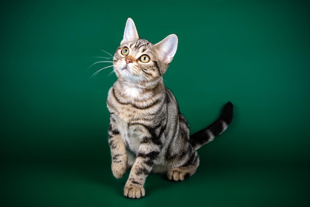 Fotografía de estudio de un gato americano de pelo corto sobre fondos de color