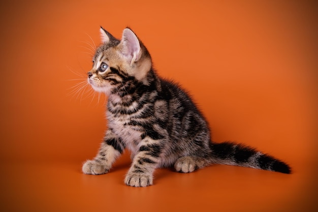 Fotografía de estudio de un gato americano de pelo corto sobre fondos de color