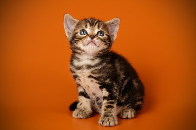 Fotografía de estudio de un gato americano de pelo corto sobre fondos de color