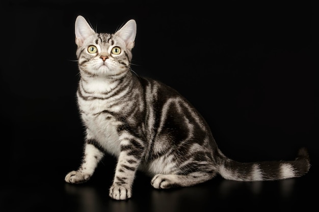 Fotografía de estudio de un gato americano de pelo corto sobre fondos de color