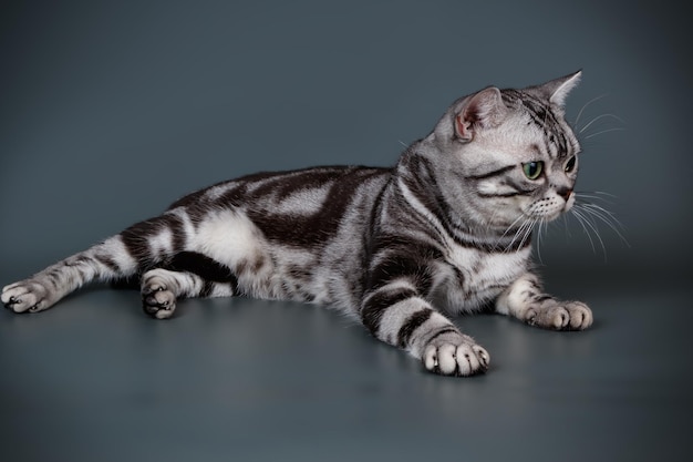 Fotografía de estudio de un gato americano de pelo corto sobre fondos de color