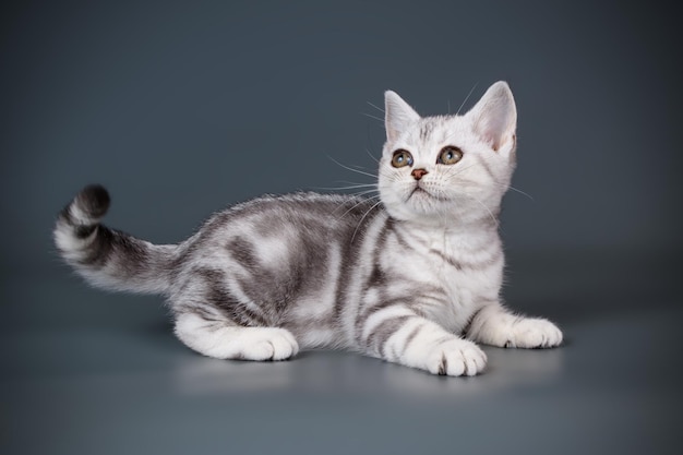 Fotografía de estudio de un gato americano de pelo corto sobre fondos de color