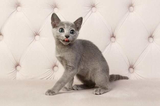 Fotografía de estudio de un gato azul ruso sobre fondos de color