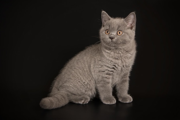 Fotografía de estudio de un gato británico de pelo corto sobre fondos de color