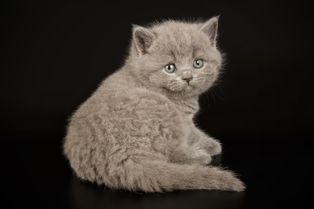 Fotografía de estudio de un gato británico de pelo corto sobre fondos de color