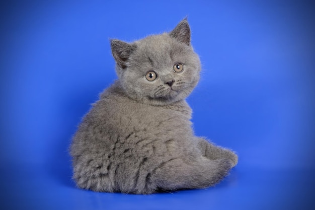 Fotografía de estudio de un gato británico de pelo corto sobre fondos de color