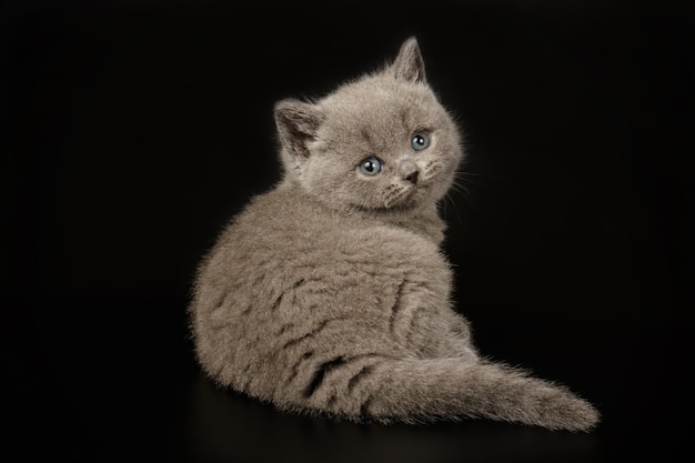 Fotografía de estudio de un gato británico de pelo corto sobre fondos de color