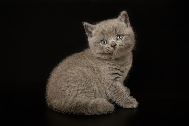 Fotografía de estudio de un gato británico de pelo corto sobre fondos de color